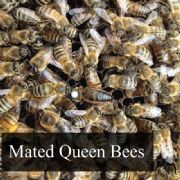 Mated Queen Bees